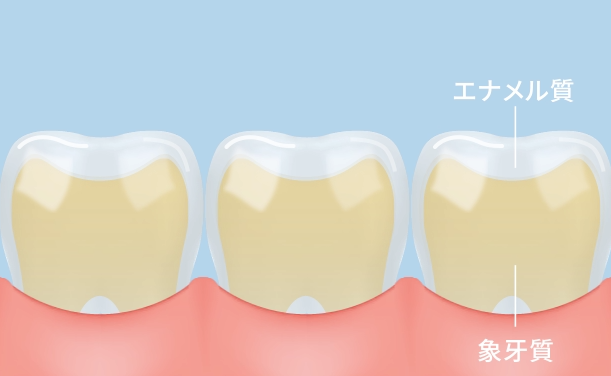 歯のエナメル質と象牙質を表したイメージ画像